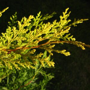 Spirál arany leylandi ciprus (Cupressocyparis leylandii 'Castlewellan Gold')