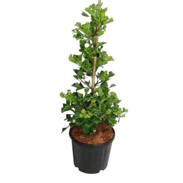 Hungaroplant