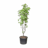 Szürke juhar (acer griseum) Hungaroplant