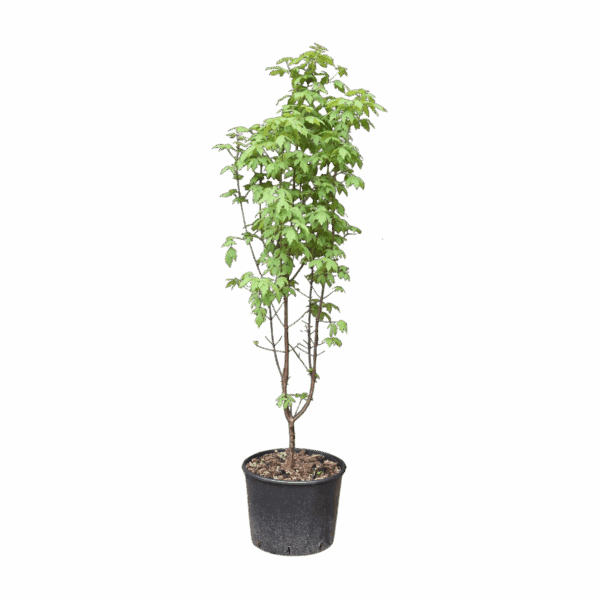 Hungaroplant