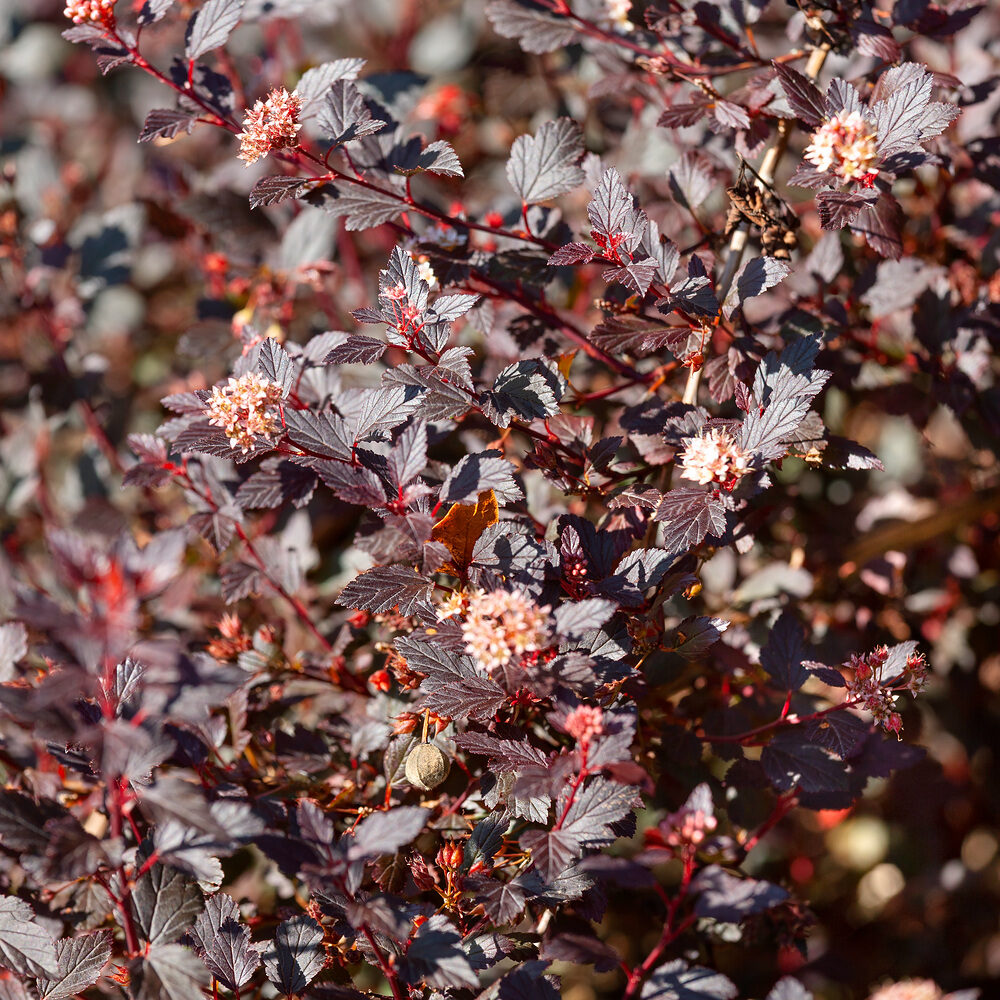 Physocarpus Little Joker