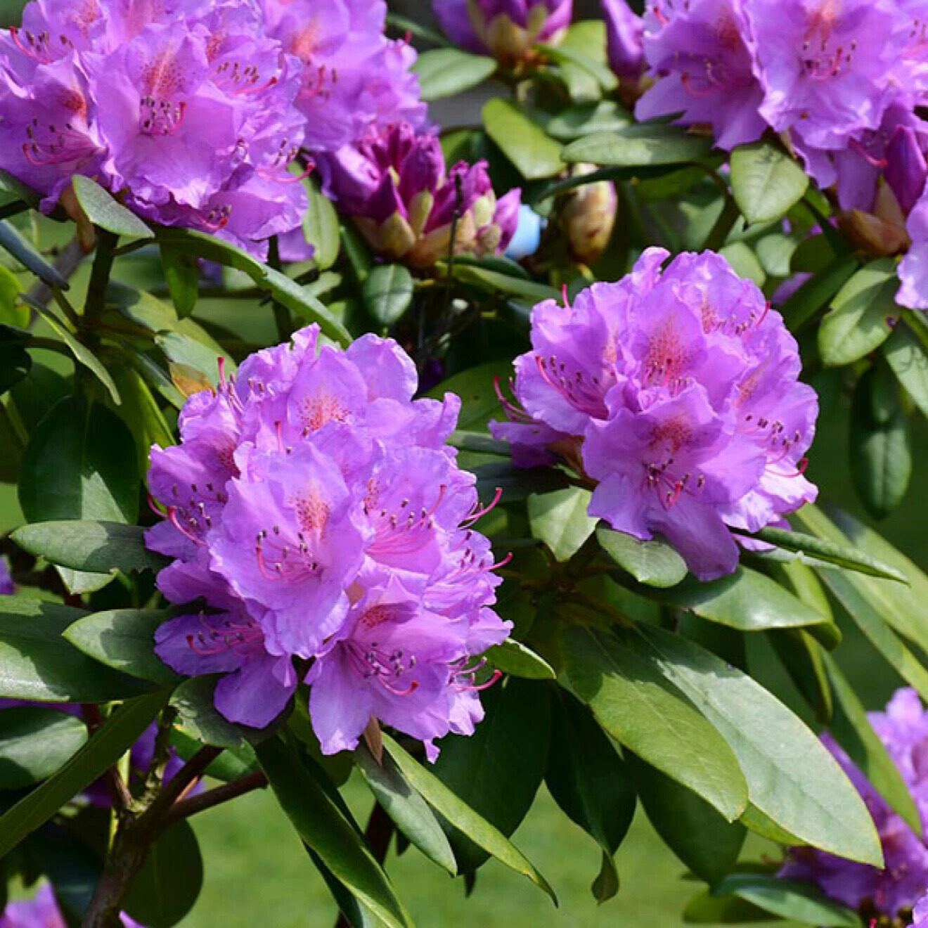 RHODODENDRON 'EVERESTIANUM' (LILA)