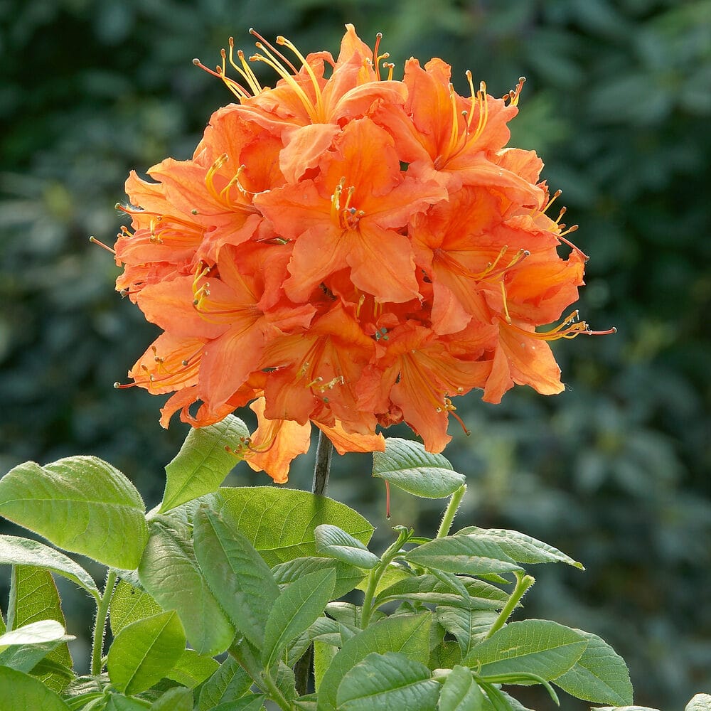 Rhododendron Barselick Hungaroplant.hu