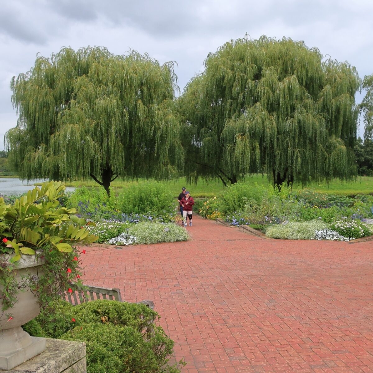 Szomorú fehér fűz - SALIX ALBA 'TRISTIS'