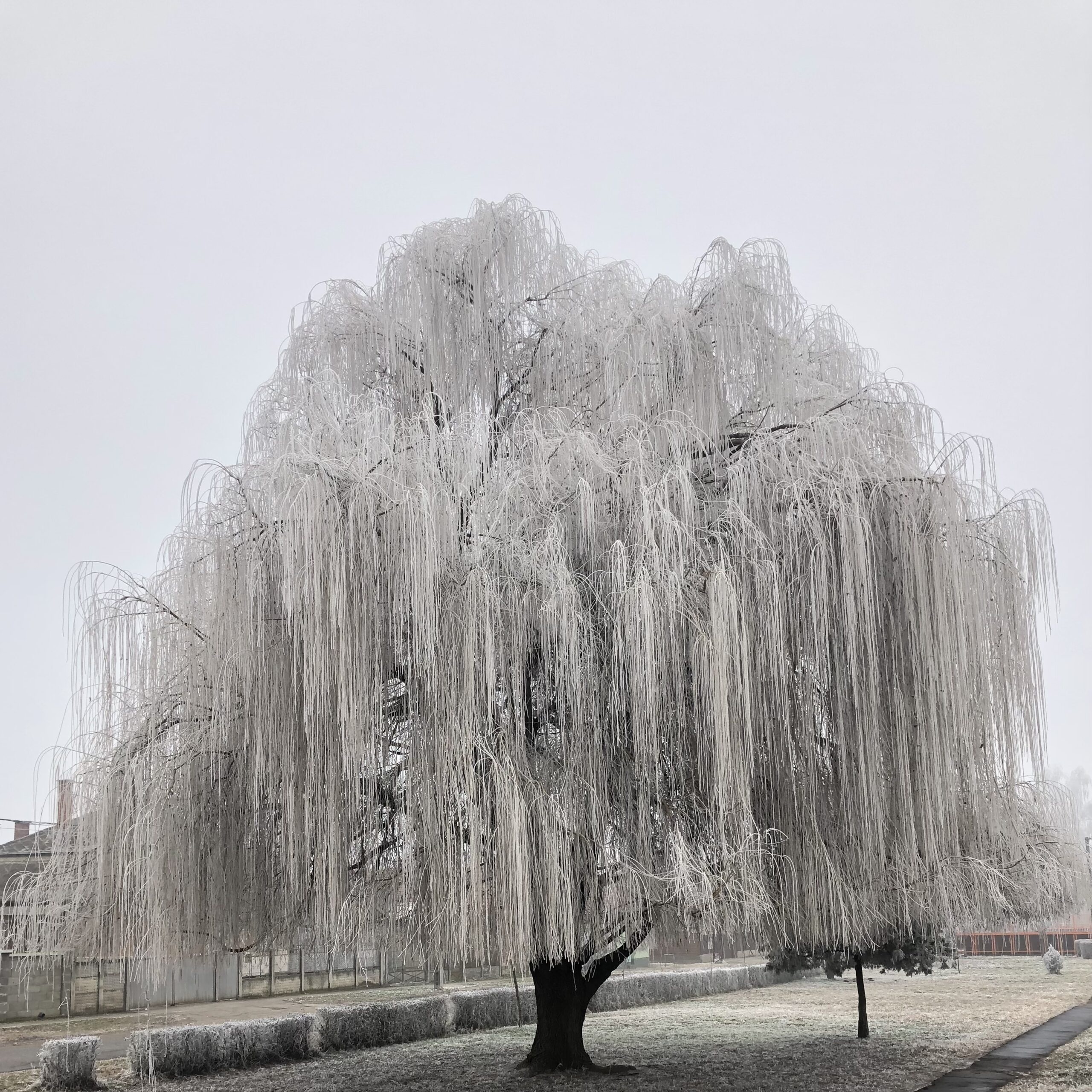 Szomorú fehér fűz - SALIX ALBA 'TRISTIS'1