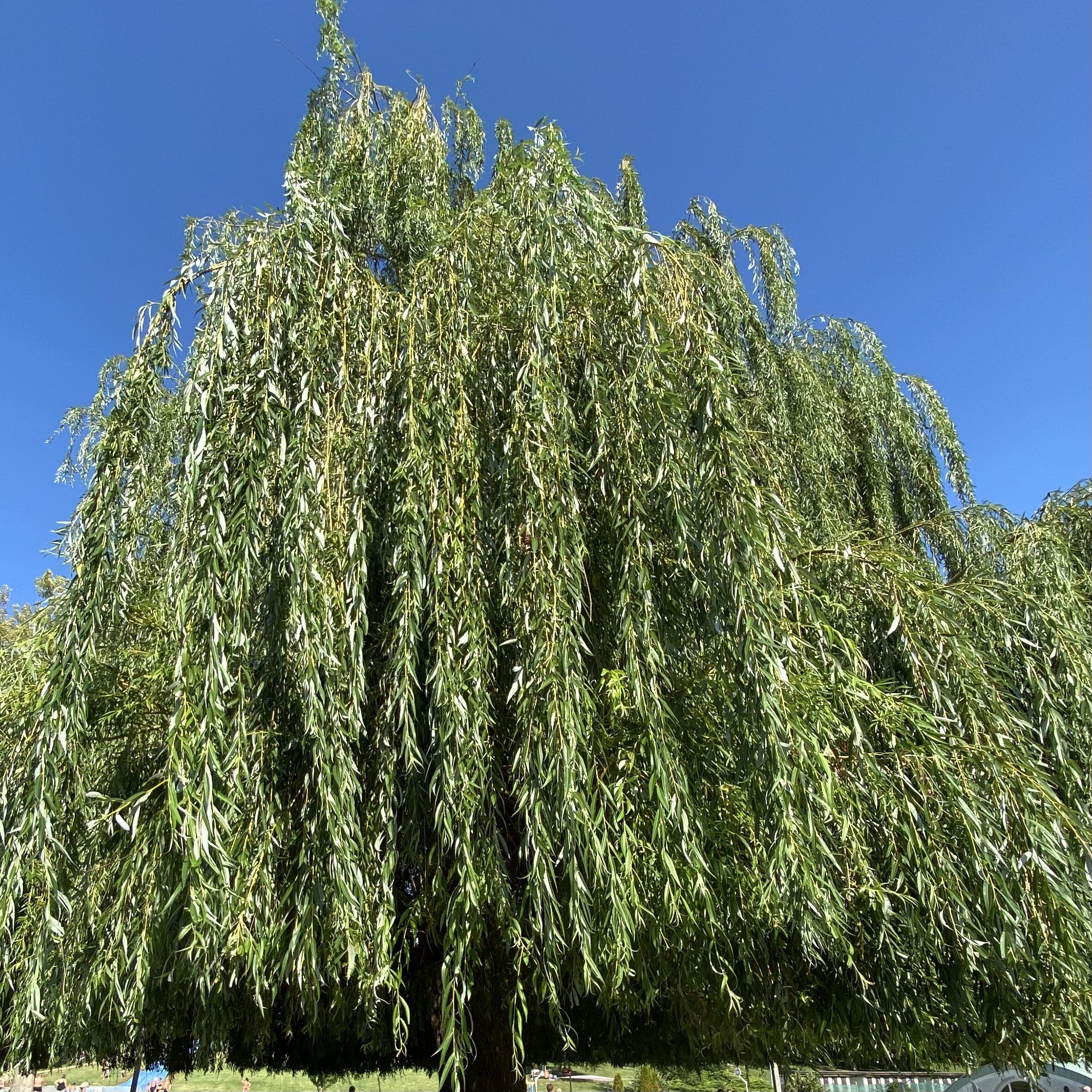 Szomorú fehér fűz - SALIX ALBA 'TRISTIS'2