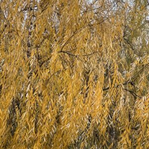 Szomorú fehér fűz (Salix alba ‘Tristis’)