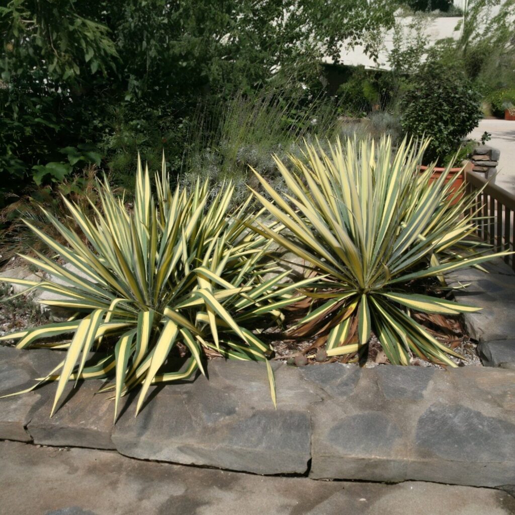 Tarka pálmaliliom (Yucca filamentosa ‘Color Guard’)