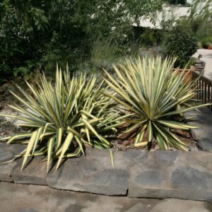 Tarka pálmaliliom (Yucca filamentosa ‘Color Guard’)