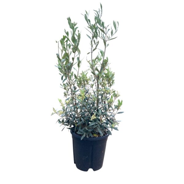 Hungaroplant