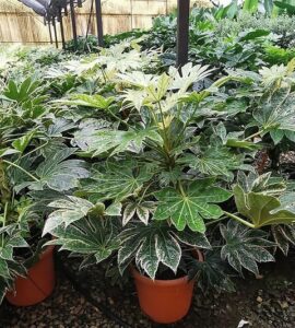 Japán arália - FATSIA JAPONICA 'SPIDER'S WEB'