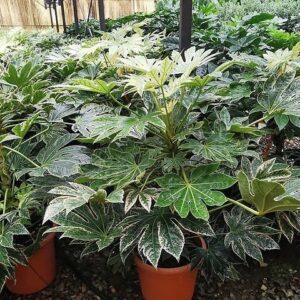 Japán arália – FATSIA JAPONICA ‘SPIDER’S WEB’