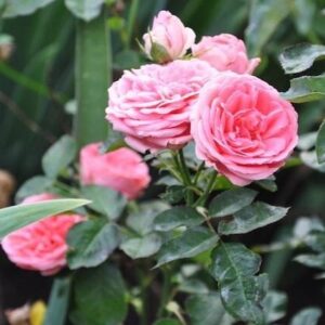 Parkrózsa ‘Kimono’ – rózsaszín (Rosa ‘Kimono’)