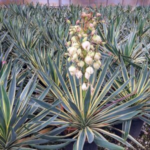 Tarka levelű pálmaliliom (Jukka) – YUCCA GLORIOSA ‘VARIEGATA’
