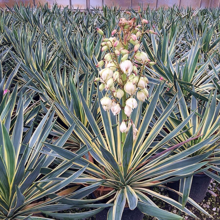 Tarka levelű pálmaliliom (Jukka) – YUCCA GLORIOSA ‘VARIEGATA’