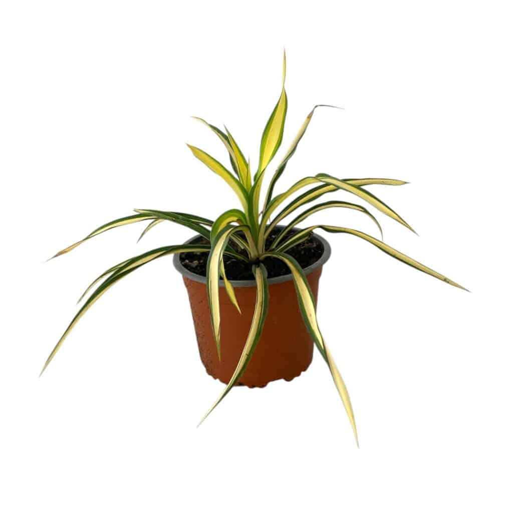 Tarka pálmaliliom (Yucca filamentosa ‘Color Guard’)