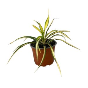 Tarka pálmaliliom (Yucca filamentosa ‘Color Guard’)