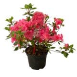 Japán havasszépe - AZALEA JAPONICA SP. (lila és rózsaszín) Hungaroplant