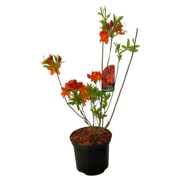Hungaroplant