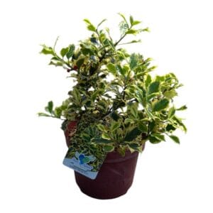 Kezdőoldal Kék magyal - ILEX MESERVAEA 'GOLDEN ANGEL'