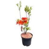 Havasszépe - RHODODENDRON 'PARKFEUER' (NARANCS) (LOMBHULLATÓ) Hungaroplant