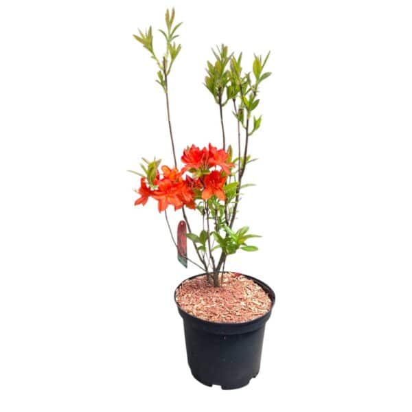 Hungaroplant