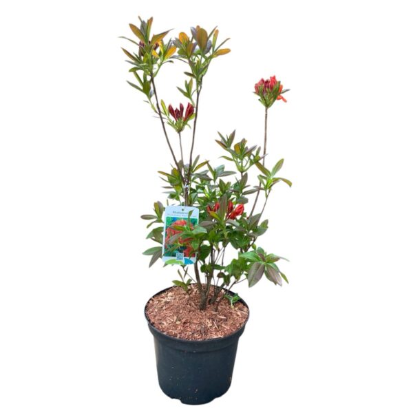Hungaroplant