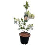 Havasszépe - RHODODENDRON 'MÖWE' (FEHÉR-RÓZSASZÍN-SÁRGA) (LOMBHULLATÓ) Hungaroplant