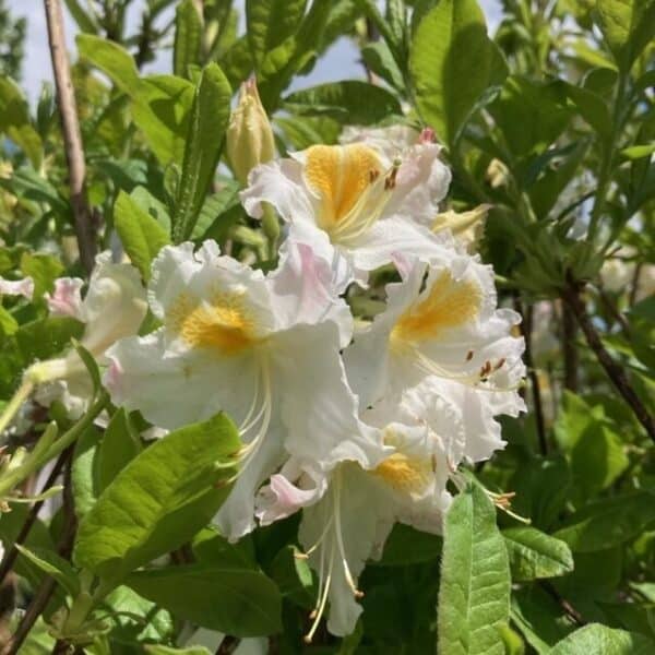 Hungaroplant