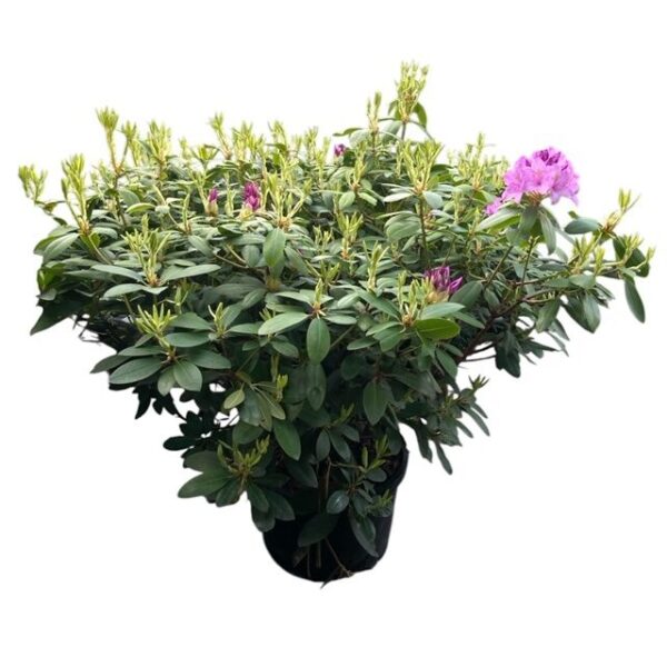 Hungaroplant