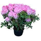 Havasszépe - RHODODENDRON 'ALBERT SCHWEITZER' (PINK) Hungaroplant