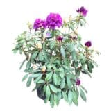 Havasszépe - RHODODENDRON 'MARCEL MENARD' (SÖTÉTLILA) Hungaroplant