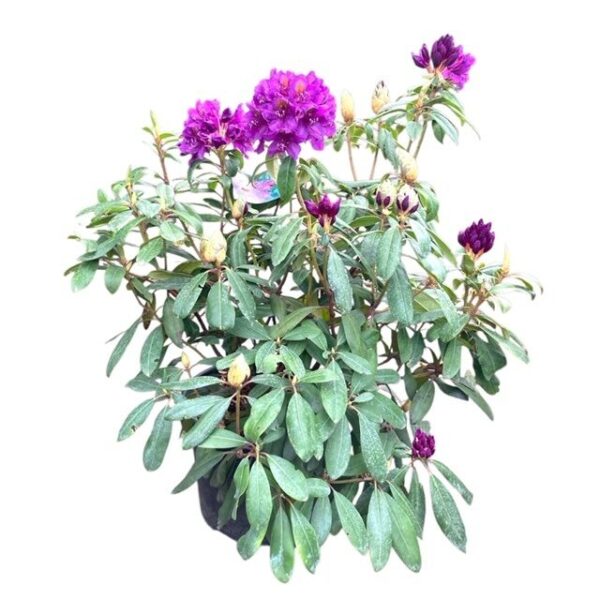 Hungaroplant