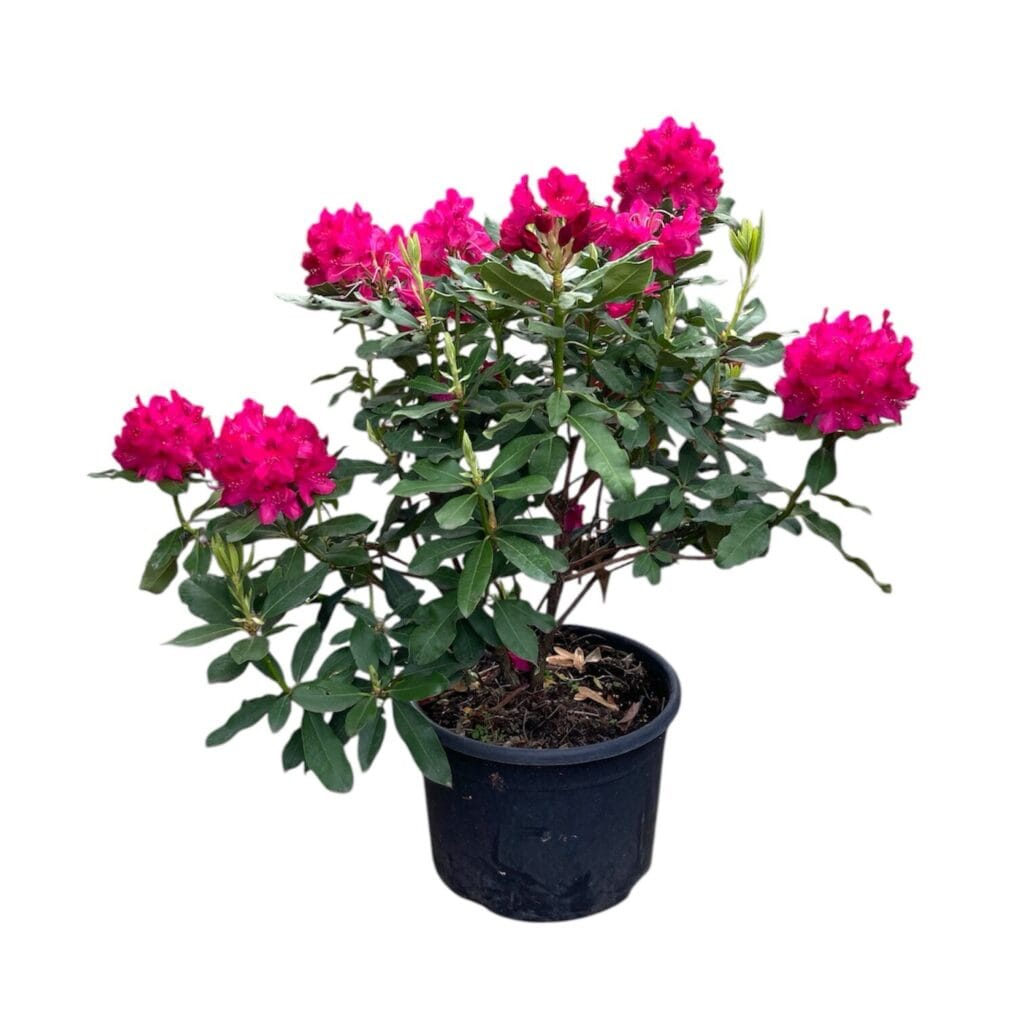Havasszépe (Rhododendron 'Nova Zembla')