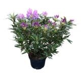 Havasszépe - RHODODENDRON PONTICUM 'VARIEGATUM' (LILA) Hungaroplant