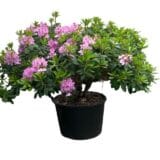 Havasszépe - RHODODENDRON 'CATAWBIENSE BOURSAULT' (LILA) Hungaroplant