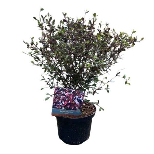 Hungaroplant