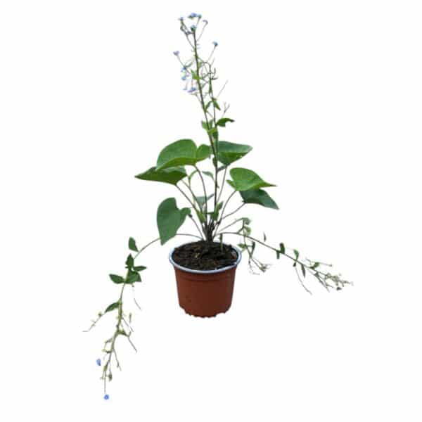 Hungaroplant