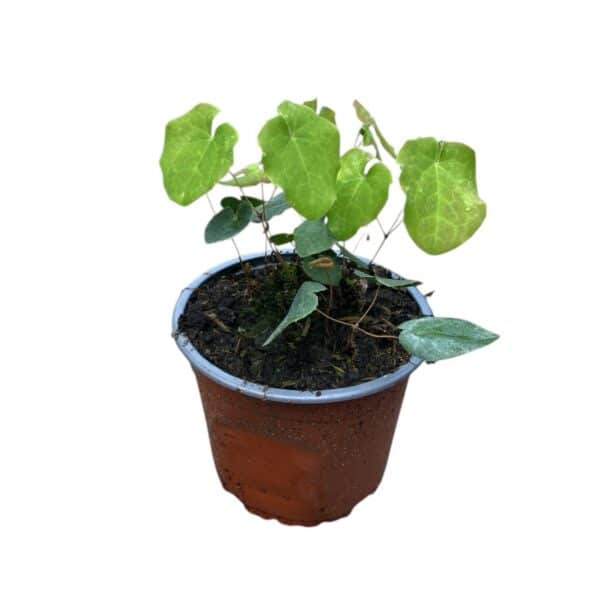 Hungaroplant