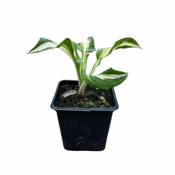 Hungaroplant
