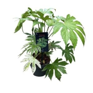Kezdőoldal Japán arália - FATSIA JAPONICA 'SPIDER'S WEB'