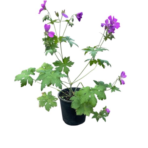 Hungaroplant