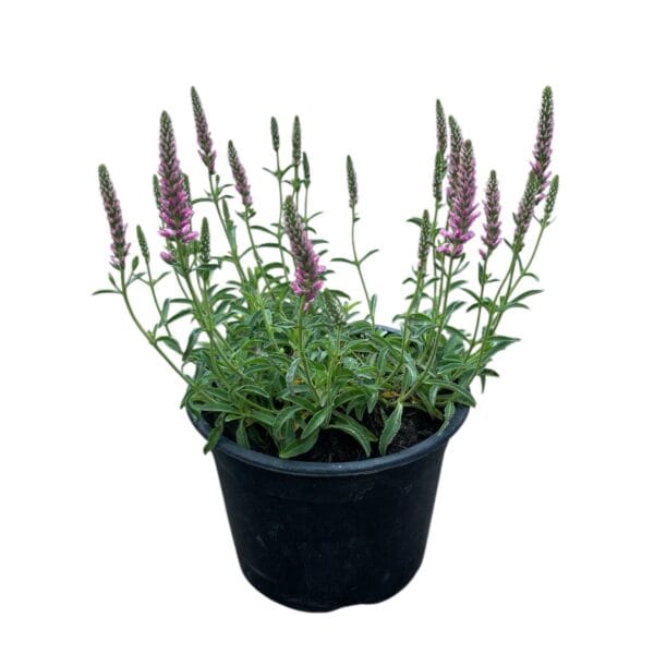 Hungaroplant