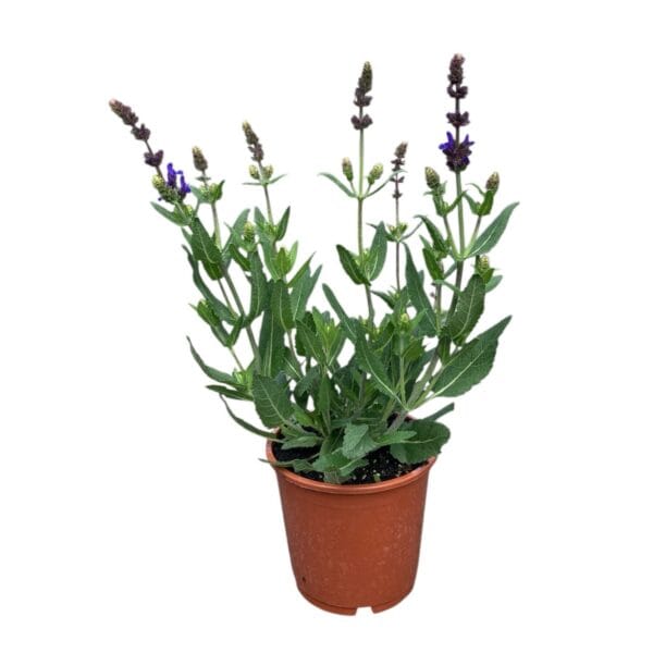 Hungaroplant