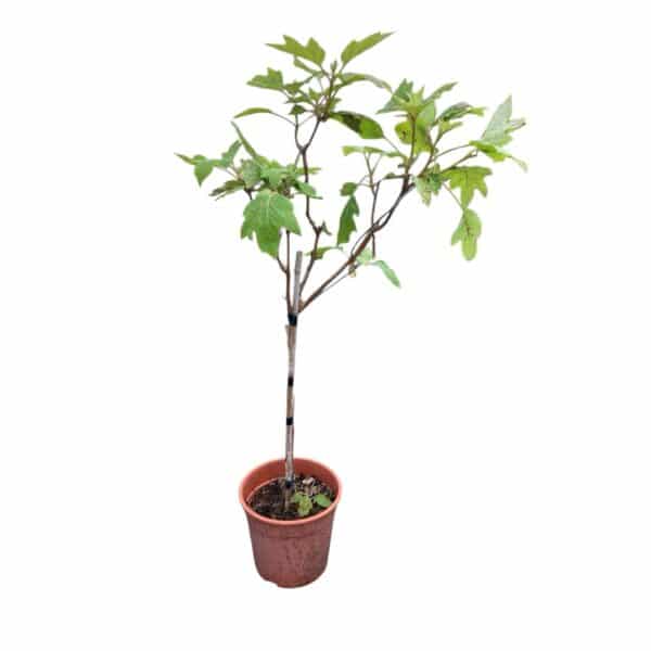Hungaroplant