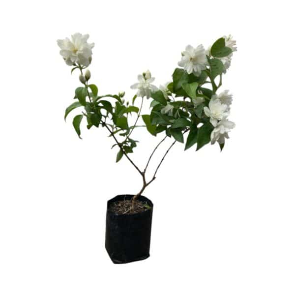 Hungaroplant