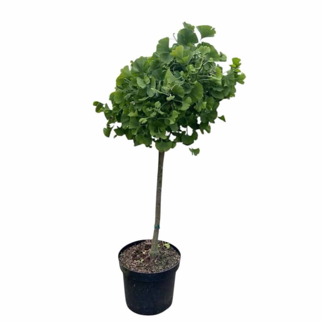 Páfrányfenyő (Ginkgo biloba ‘Troll’)