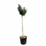 GINKGO BILOBA 'MARIKEN' 120 cm-re oltott, gömb forma Hungaroplant