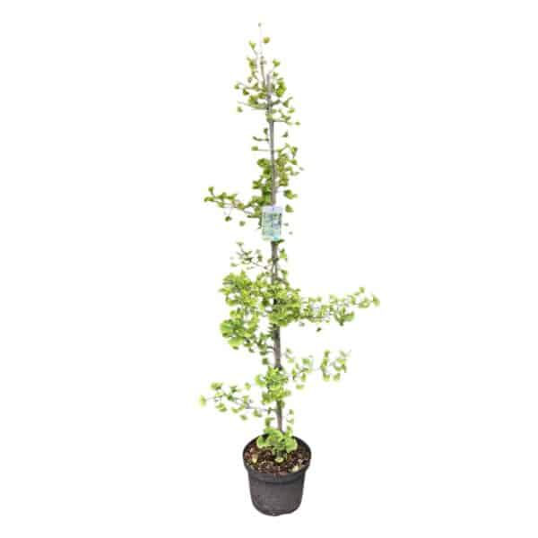 Hungaroplant