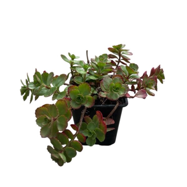 Hungaroplant